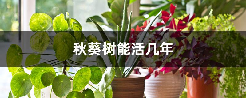 秋葵树能活几年 秋葵树能活几年
