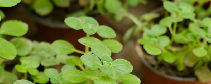 碰碰香花语 碰碰香花语