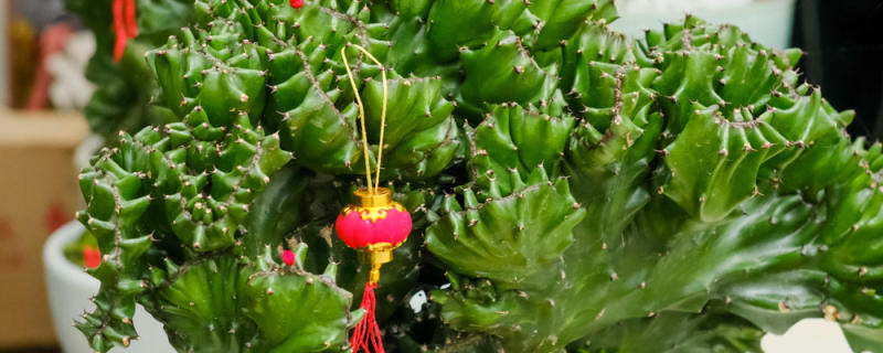 玉麒麟植物怎么养 玉麒麟植物怎么养