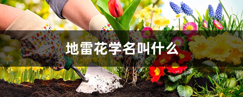 地雷花学名叫什么 地雷花学名叫什么
