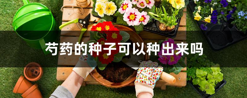 芍药的种子可以种出来吗 芍药的种子可以种出来吗