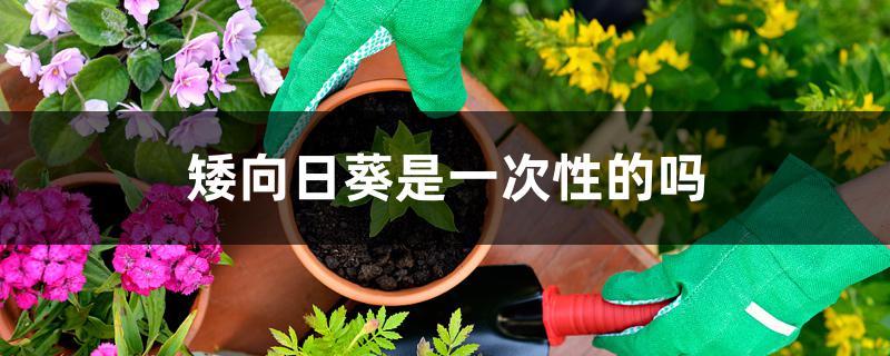 矮向日葵是一次性的吗 矮向日葵是一次性的吗
