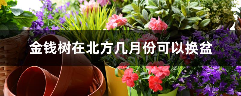 金钱树在北方几月份可以换盆 金钱树在北方几月份可以换盆