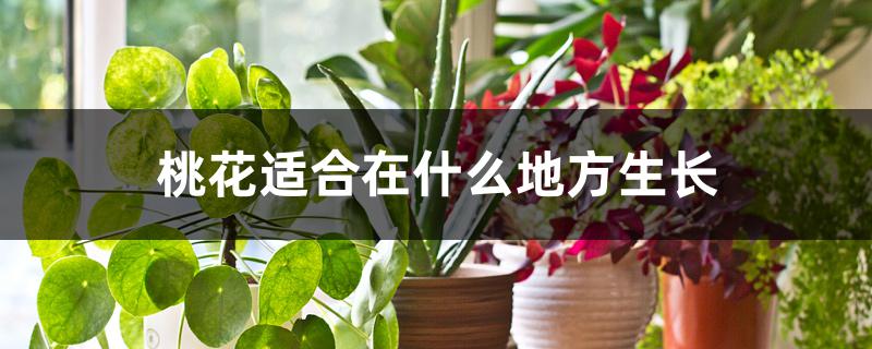 桃花适合在什么地方生长 桃花适合在什么地方生长
