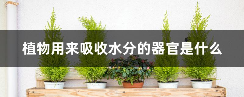 植物用来吸收水分的器官是什么 植物用来吸收水分的器官是什么
