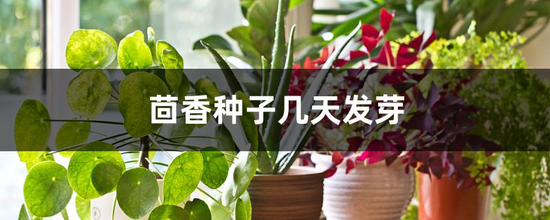 茴香种子几天发芽 茴香种子几天发芽