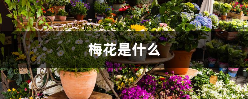 梅花是什么 梅花是什么
