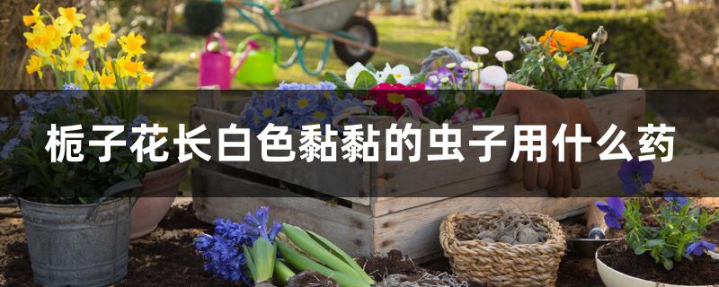 栀子花长白色黏黏的虫子用什么药 栀子花长白色黏黏的虫子用什么药