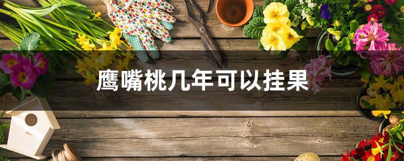 鹰嘴桃几年可以挂果 鹰嘴桃几年可以挂果