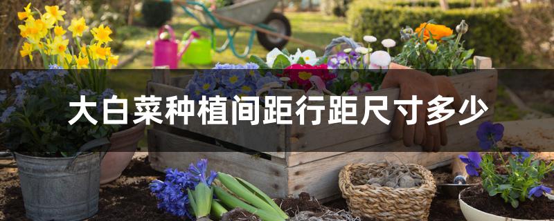 大白菜种植间距行距尺寸多少 大白菜种植间距行距尺寸多少