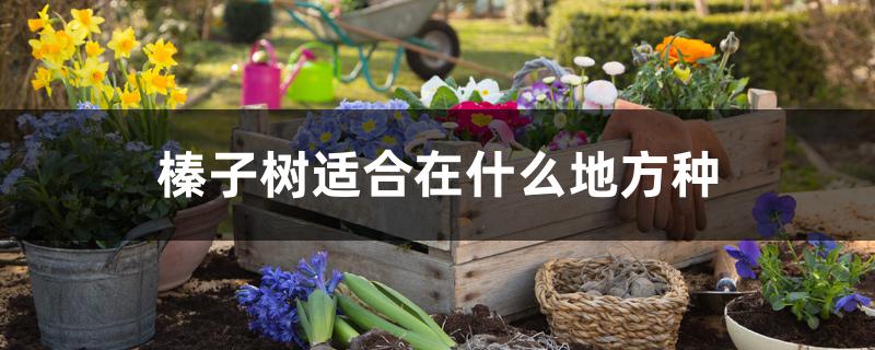 榛子树适合在什么地方种 榛子树适合在什么地方种