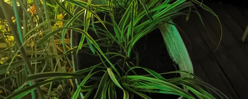 麦冬草种植及养护 麦冬草种植及养护