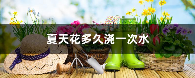 夏天花多久浇一次水