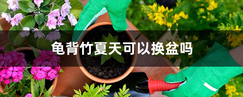龟背竹夏天可以换盆吗 龟背竹夏天可以换盆吗