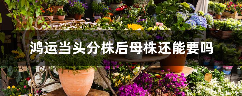 鸿运当头分株后母株还能要吗 鸿运当头分株后母株还能要吗