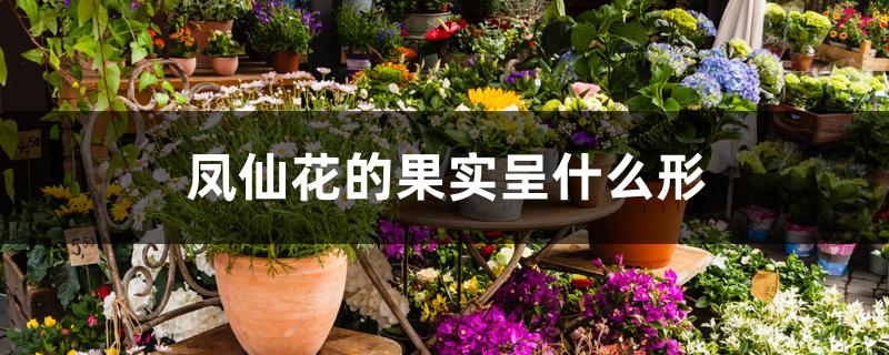 凤仙花的果实呈什么形 凤仙花的果实呈什么形