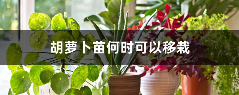 胡萝卜苗何时可以移栽 胡萝卜苗何时可以移栽