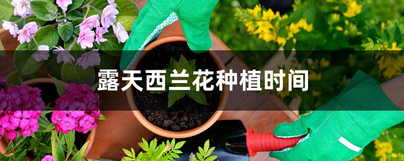 露天西兰花种植时间 露天西兰花种植时间
