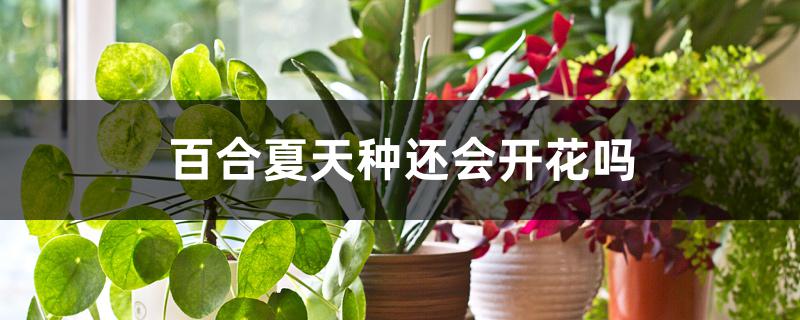 百合夏天种还会开花吗 百合夏天种还会开花吗