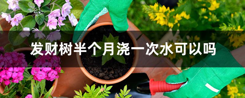 发财树半个月浇一次水可以吗 发财树半个月浇一次水可以吗