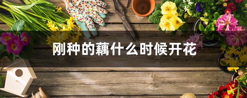 刚种的藕什么时候开花 刚种的藕什么时候开花
