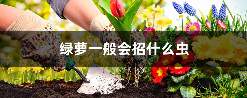 绿萝一般会招什么虫 绿萝一般会招什么虫