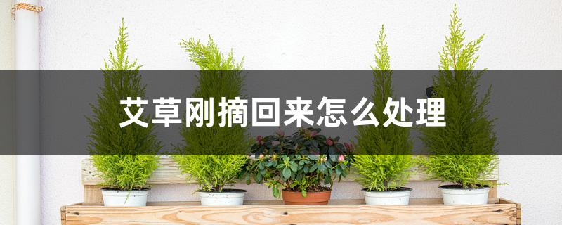 艾草刚摘回来怎么处理 艾草刚摘回来怎么处理