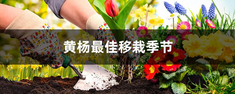 黄杨最佳移栽季节 黄杨最佳移栽季节