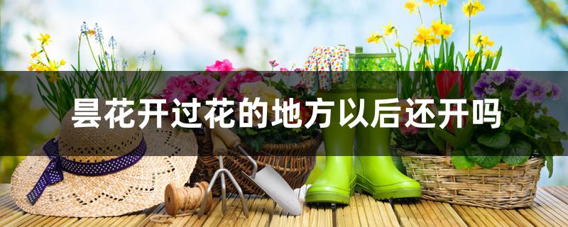 昙花开过花的地方以后还开吗 昙花开过花的地方以后还开吗
