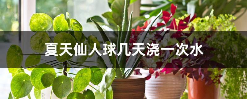 夏天仙人球几天浇一次水 夏天仙人球几天浇一次水