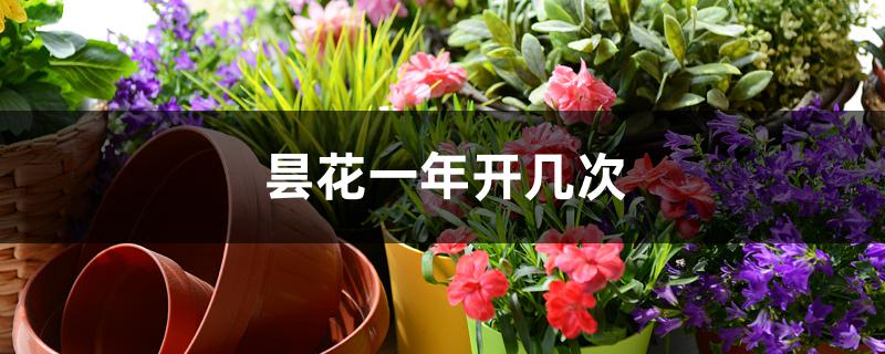 昙花一年开几次 昙花一年开几次