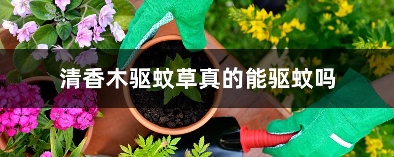 清香木驱蚊草真的能驱蚊吗 清香木驱蚊草真的能驱蚊吗
