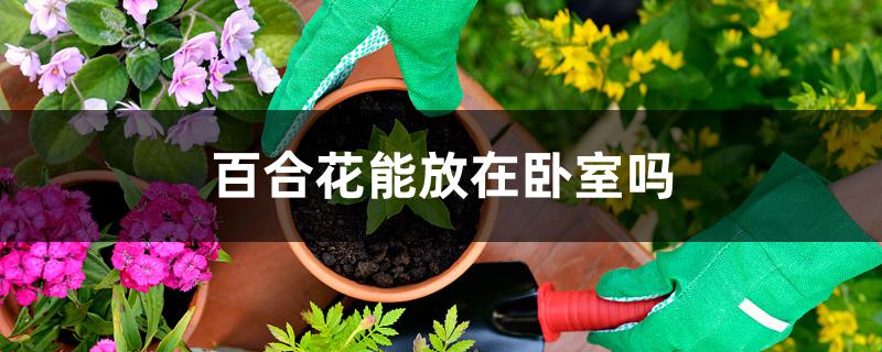 百合花能放在卧室吗 百合花能放在卧室吗