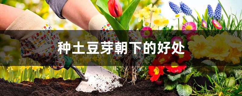 种土豆芽朝下的好处 种土豆芽朝下的好处