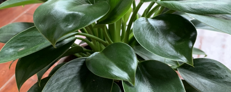 金钻植物怎么养 金钻植物怎么养