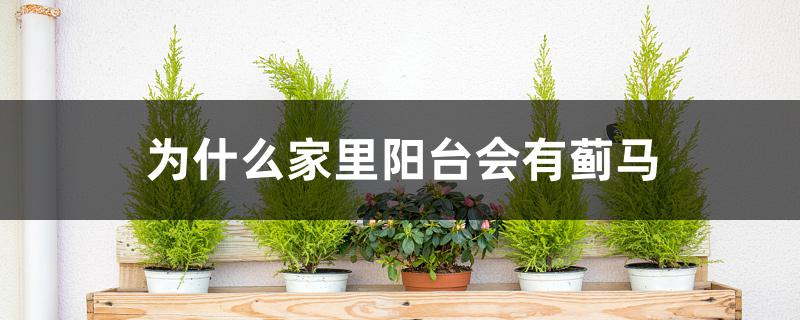 为什么家里阳台会有蓟马 为什么家里阳台会有蓟马