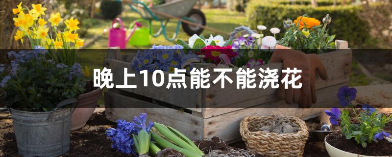 晚上10点能不能浇花 晚上10点能不能浇花