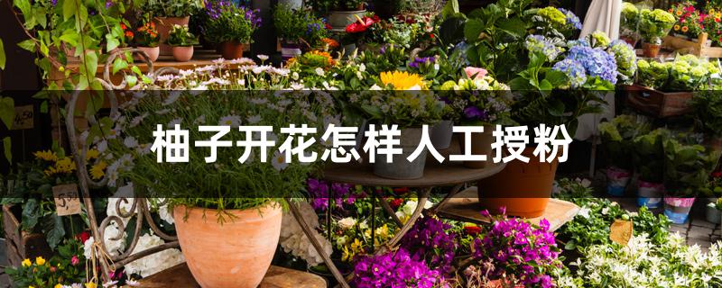 柚子开花怎样人工授粉 柚子开花怎样人工授粉