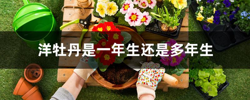 洋牡丹是一年生还是多年生 洋牡丹是一年生还是多年生