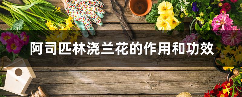 阿司匹林浇兰花的作用和功效 阿司匹林浇兰花的作用和功效