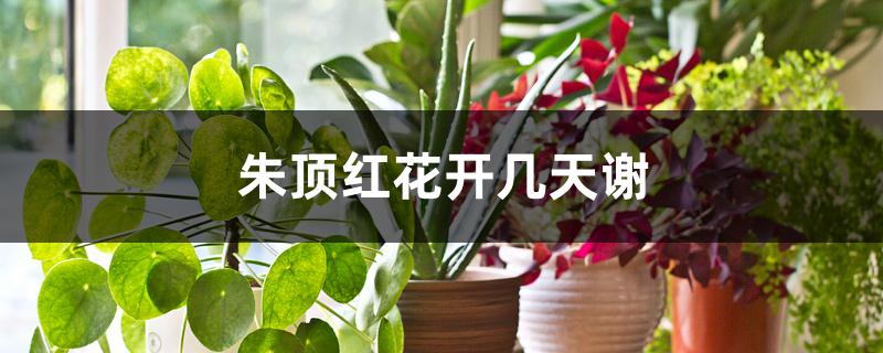 朱顶红花开几天谢 朱顶红花开几天谢
