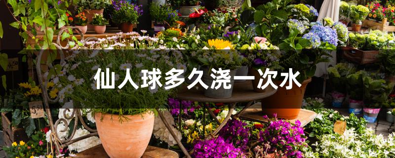 仙人球多久浇一次水 仙人球多久浇一次水