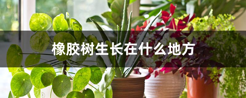 橡胶树生长在什么地方