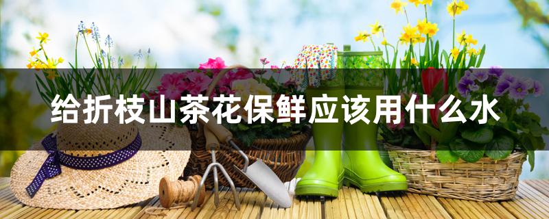 给折枝山茶花保鲜应该用什么水 给折枝山茶花保鲜应该用什么水