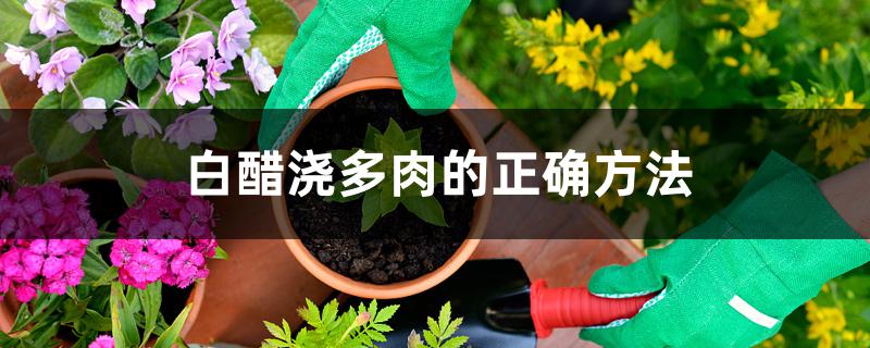白醋浇多肉的正确方法 白醋浇多肉的正确方法
