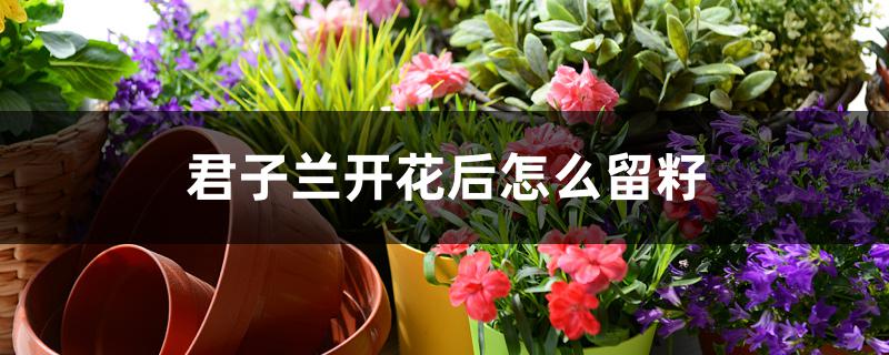 君子兰开花后怎么留籽 君子兰开花后怎么留籽