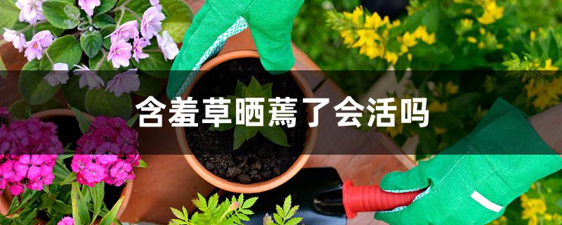 含羞草晒蔫了会活吗