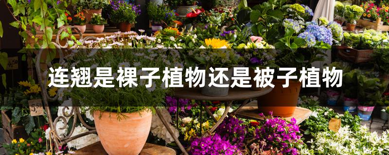 连翘是裸子植物还是被子植物 连翘是裸子植物还是被子植物