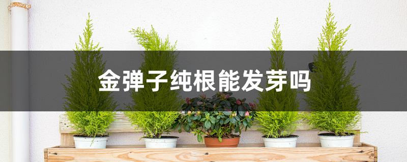 金弹子纯根能发芽吗 金弹子纯根能发芽吗