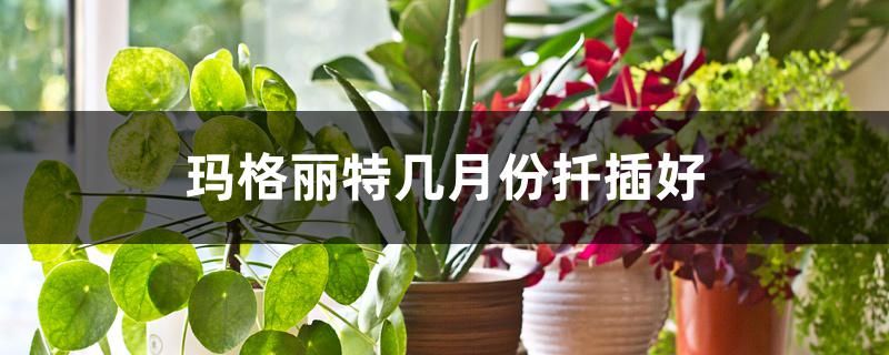 玛格丽特几月份扦插好 玛格丽特几月份扦插好